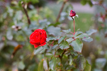 red rose on a bush 