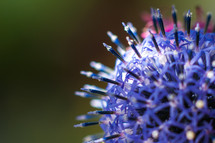 purple spiky flower 