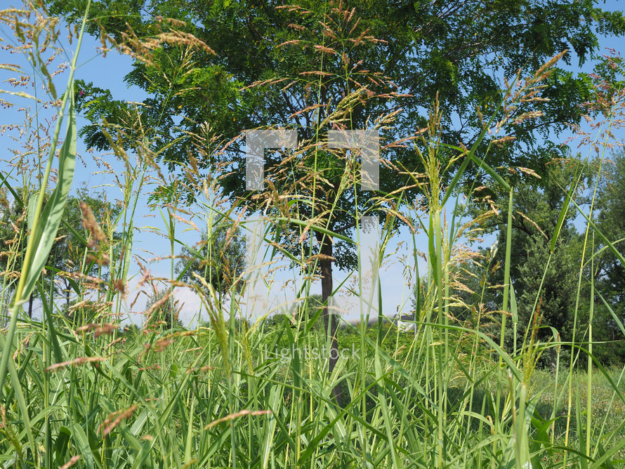 natural background with grass and trees over blue sky