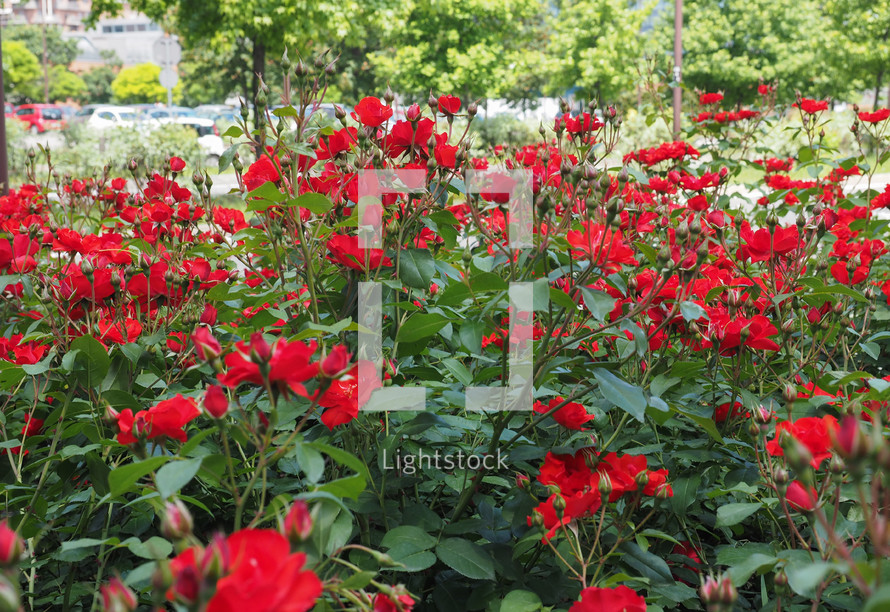 red rose perennial shrub (genus Rosa) flower bloom