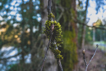 moss on a tree 