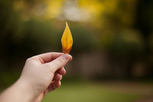 a person holding up a tiny yellow leaf 