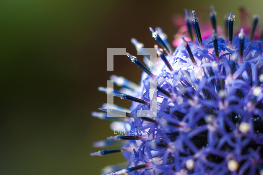 purple spiky flower 