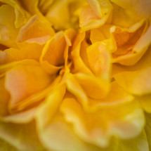 closeup of a yellow flower 