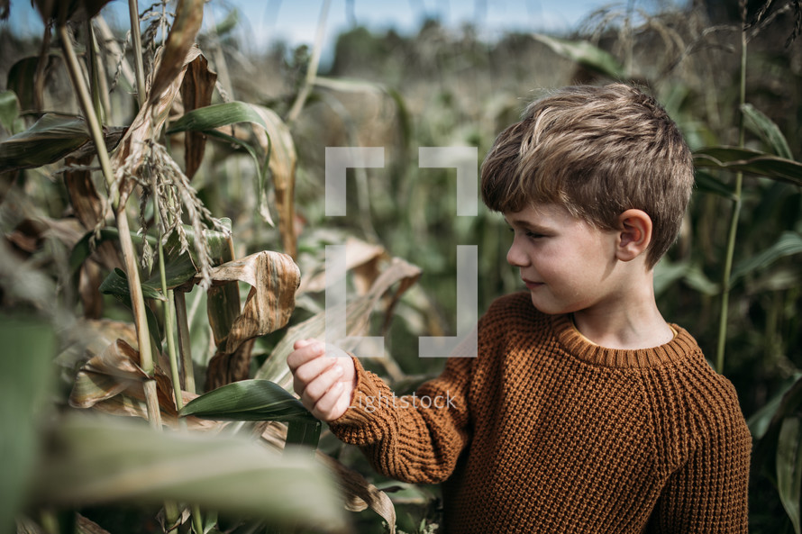 little boy in an orange sweater standing in a corn field 