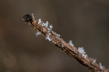 frost on a branch