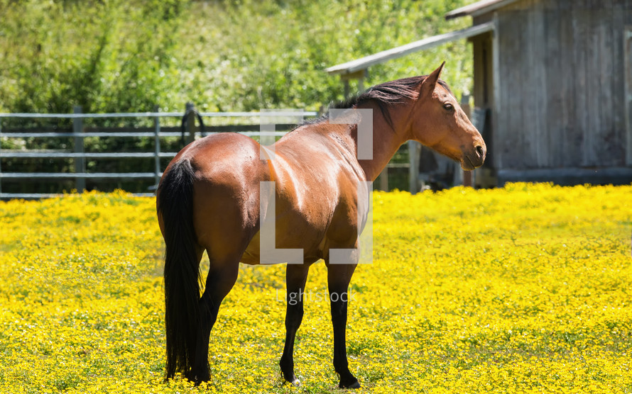 brown horse in a field of yellow flowers 