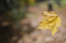 yellow falling leaf 