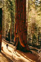 walking beside a giant redwood tree 