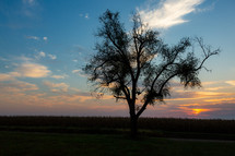 lone tree silhouette at sunset 