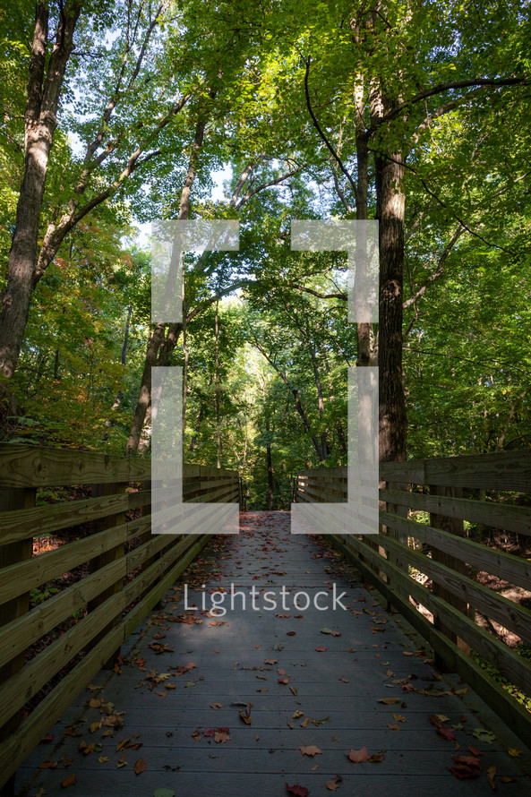 walkway through a forest 