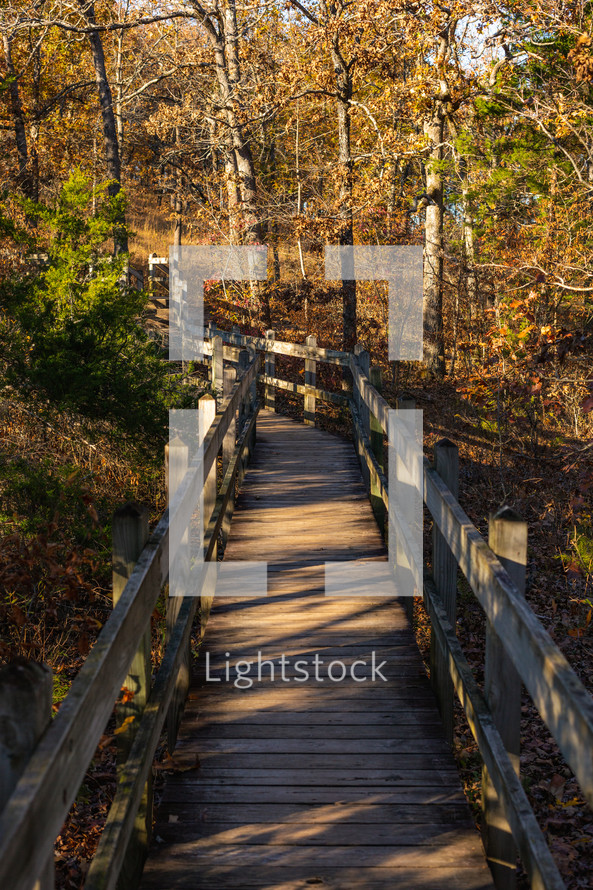 walkway in a forest 