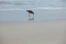 Bird drinking water on beach at ocean.