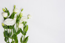 white roses on a white background