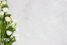 white roses on a white marbled background 