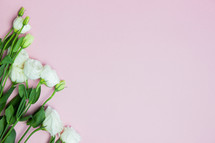 white roses on a pink background 