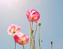 pink poppies against a blue sky 