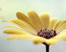 a yellow daisy closeup 