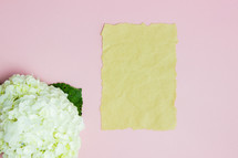white hydrangeas on a pink background with blank paper 