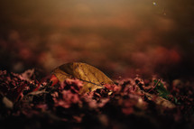 fall leaves in nature with blurred copy space 