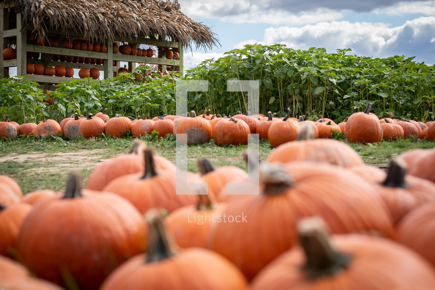 Pumpkins on a farm