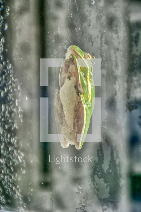 barking tree frog on a window 