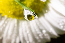 water droplets on a flower 