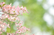 blossoms on a dogwood tree