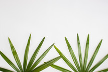 palm leaves on a white background 