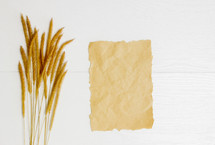 tall grasses and blank paper 