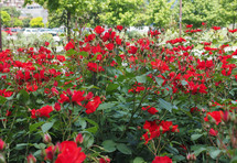 red rose perennial shrub (genus Rosa) flower bloom