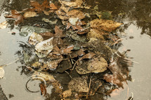 leaves in a puddle 