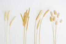 wheat grains on white background 