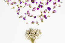 dried flowers on a white background 