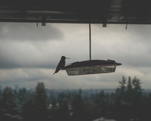 hummingbird on a feeder 