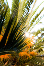 green palms 