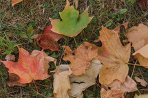 fall leaves in grass 