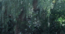 bokeh blur of lush vegetation in a forest useful as a background