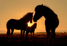 horses at sunset 