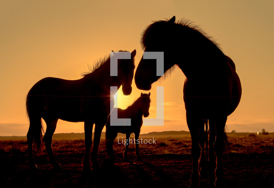 horses at sunset 