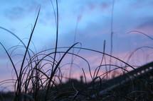 tall grass and pink and purple clouds