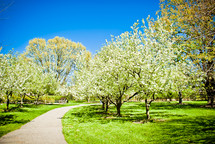 path lined with Spring trees 