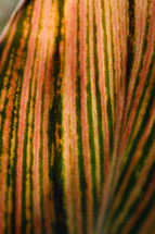 An up-close multi-colored leaf showing the detail of creation.
