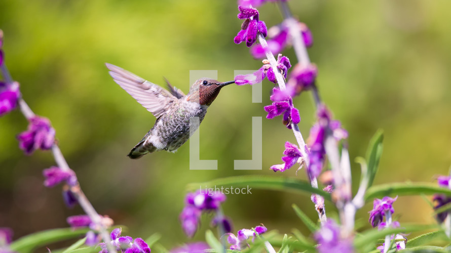 hummingbird snacking 