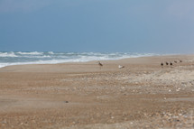 Birds on beach as ocean waves roll in.