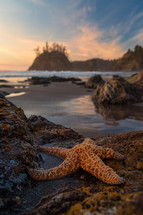starfish on Moonstone beach 