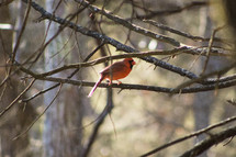 red cardinal on tree branches 