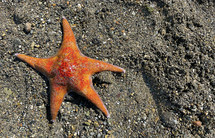starfish on a beach 