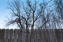 winter trees and a wooden fence 