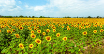 Field of sunflowers in full spring bloom with bee pollination.